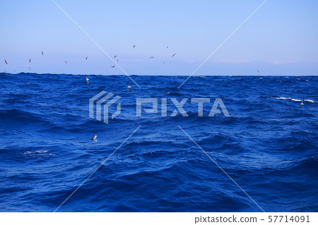 海鳥 57714091