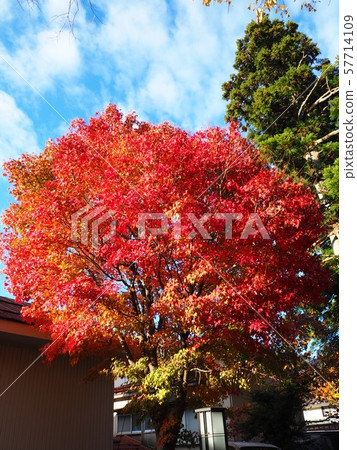 一棵明亮的紅槭在一個晴天 一棵明亮的紅槭在一個晴天 57714109