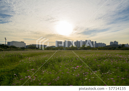 Cosmos Cosmos 57714135