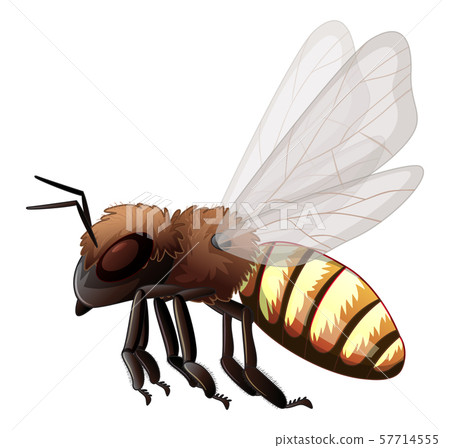 Bee on white background - Stock Illustration [57714555] - PIXTA