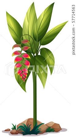 Bird of paradise flower on white background 57714563