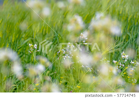 Radish on the meadow 57714745