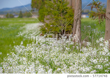 蘿蔔在草地上 57714748