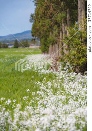 Radish on the meadow Radish on the meadow 57714749