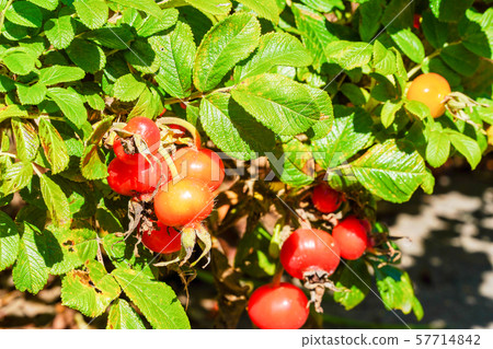 Hamanas fruit Hamanas fruit 57714842