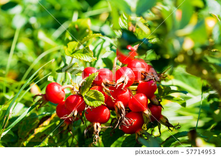 Hamanas水果 57714953