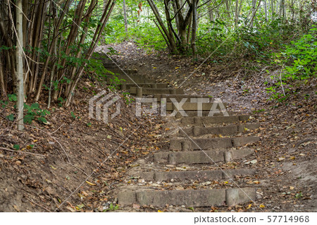 stairs in a forest 57714968