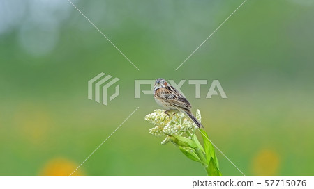 Hoaaka at Sarobetsu Wetland, Hokkaido, relaxing on a full bloom 57715076