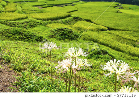 Terasaka rice terraces where white rosary blooms 57715119