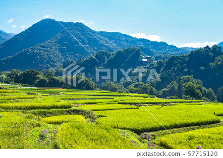 Terasaka rice terraces where white rosary blooms 57715120