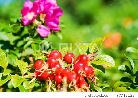 Hamanas fruit 57715125