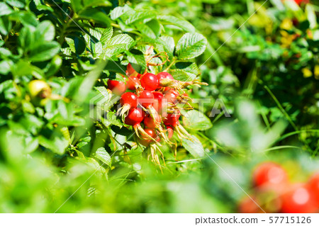 Hamanas fruit Hamanas fruit 57715126