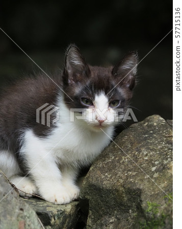 Stray cat, kitten, Iwaba Stray cat, kitten, Iwaba 57715136