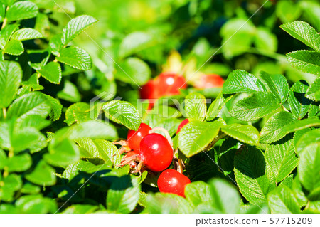 Hamanas fruit Hamanas fruit 57715209
