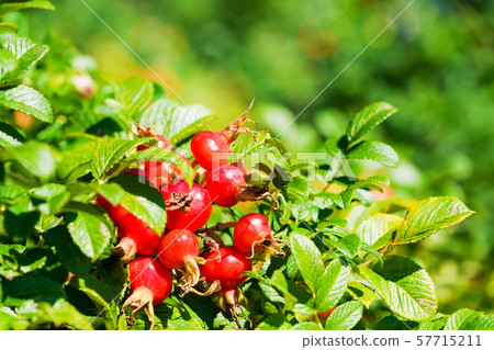 Hamanous seeds colored bright red 57715211