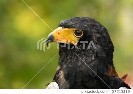 Eagle face 57715219
