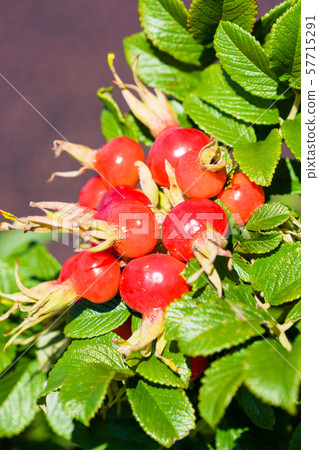 Hamanas fruit 57715291