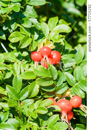 Hamanas fruit Hamanas fruit 57715292