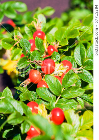 Hamanas fruit 57715294