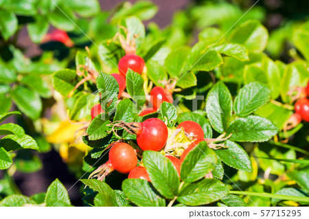 Hamanas fruit 57715295