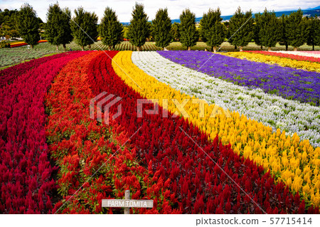 Furano Farm Tomita 1 57715414