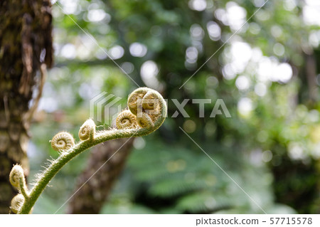 Tropical plants Tropical plants 57715578