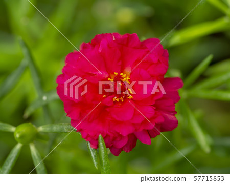Portulaca flower. (Portulaca oleracea) Portulaca flower. (Portulaca oleracea) 57715853