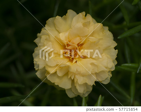 Portulaca flower. (Portulaca oleracea) Portulaca flower. (Portulaca oleracea) 57715854