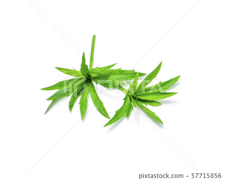 Close up Culantro flower with green leaves 57715856