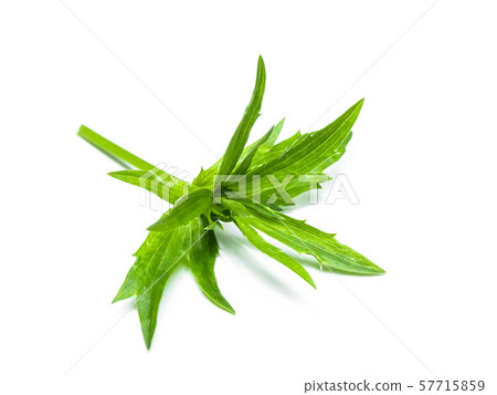 Close up Culantro flower with green leaves 57715859