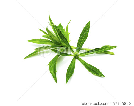 Close up Culantro flower with green leaves Close up Culantro flower with green leaves 57715860