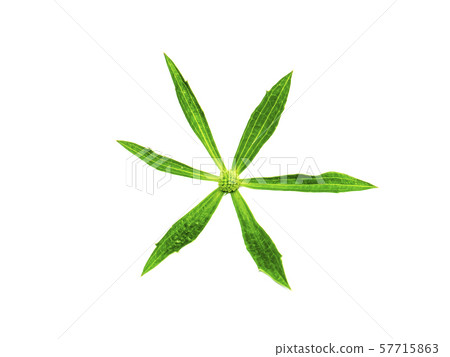 Close up Culantro flower with green leaves 57715863