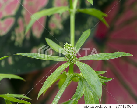 Close up Culantro flower with blur background. Close up Culantro flower with blur background. 57715864
