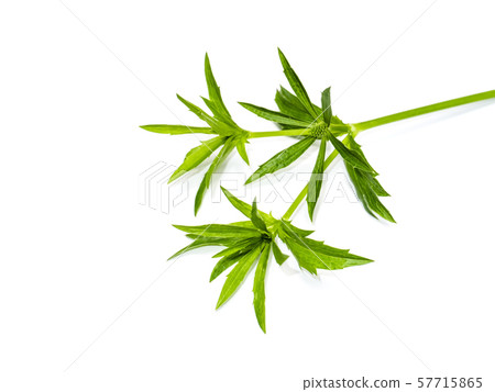 Close up Culantro flower with green leaves Close up Culantro flower with green leaves 57715865
