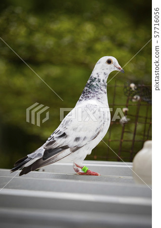 full body of homing pigeon standing on home loft 57716056