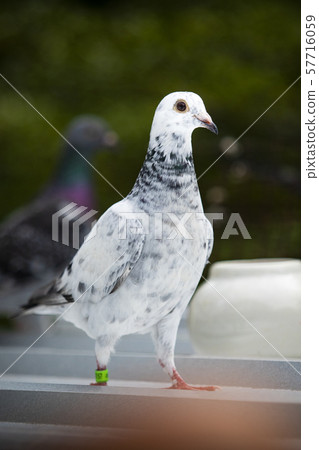 full body of homing pigeon standing on home loft full body of homing pigeon standing on home loft 57716059