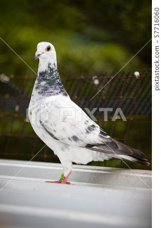 full body of homing pigeon standing on home loft full body of homing pigeon standing on home loft 57716060