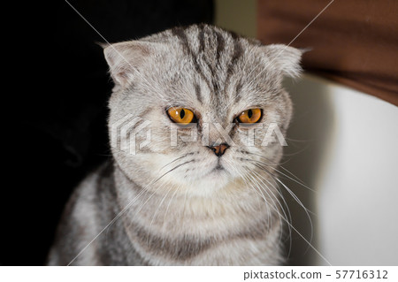 Portrait scottish fold cat in the room. 57716312