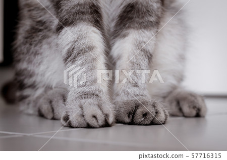 Small cat foot on the floor inthe room. 57716315