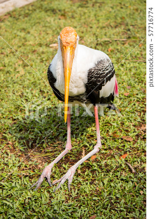 Closeup of painted stork bird. 57716774