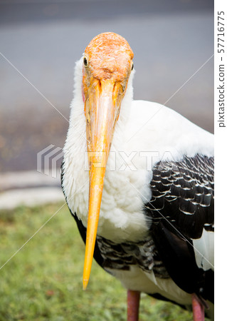 Closeup of painted stork bird. Closeup of painted stork bird. 57716775