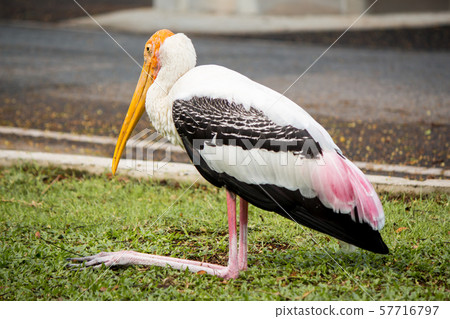 Closeup of painted stork bird. 57716797