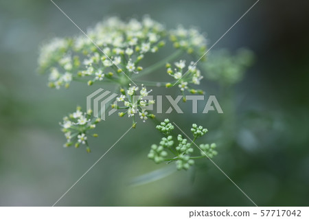 Parsley flowers 57717042