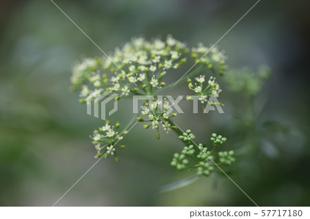 Parsley flowers 57717180