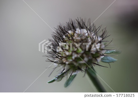 Sukabiosa 57718025
