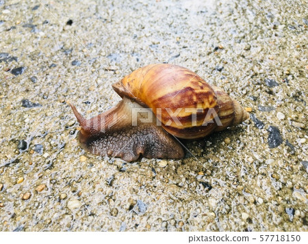 Big garden snail (Helix Aspersa) in shell crawling on ground Big garden snail (Helix Aspersa) in shell crawling on ground 57718150