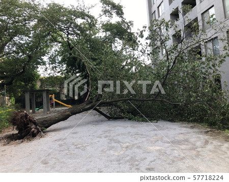 Fallen tree 57718224