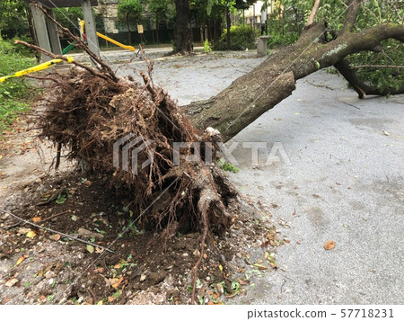 Fallen tree 57718231
