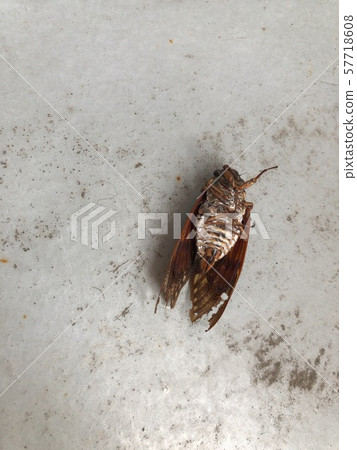 Dead carcass Dead carcass 57718608