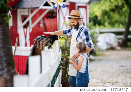 A father with small daughter outdoors on family farm, feeding animals. A father with small daughter outdoors on family farm, feeding animals. 57718747
